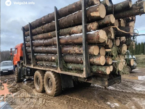 В Прикамье здоровые леса вырубают под видом санитарных рубок