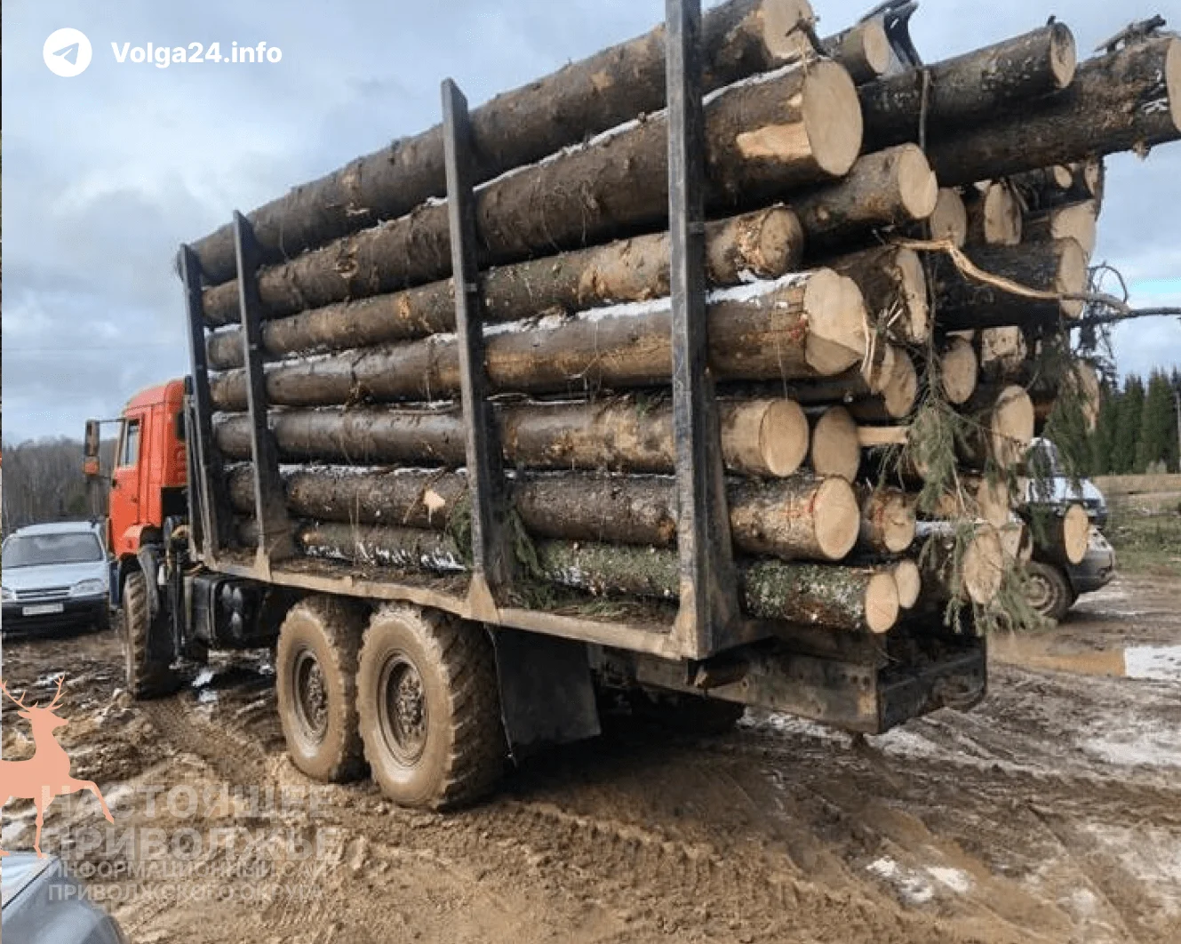В Прикамье здоровые леса вырубают под видом санитарных рубок
