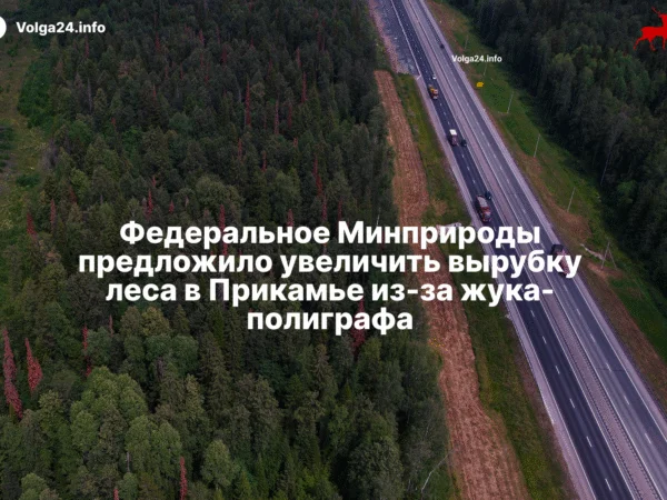 Федеральное Минприроды предложило увеличить вырубку леса из-за жука-полиграфа