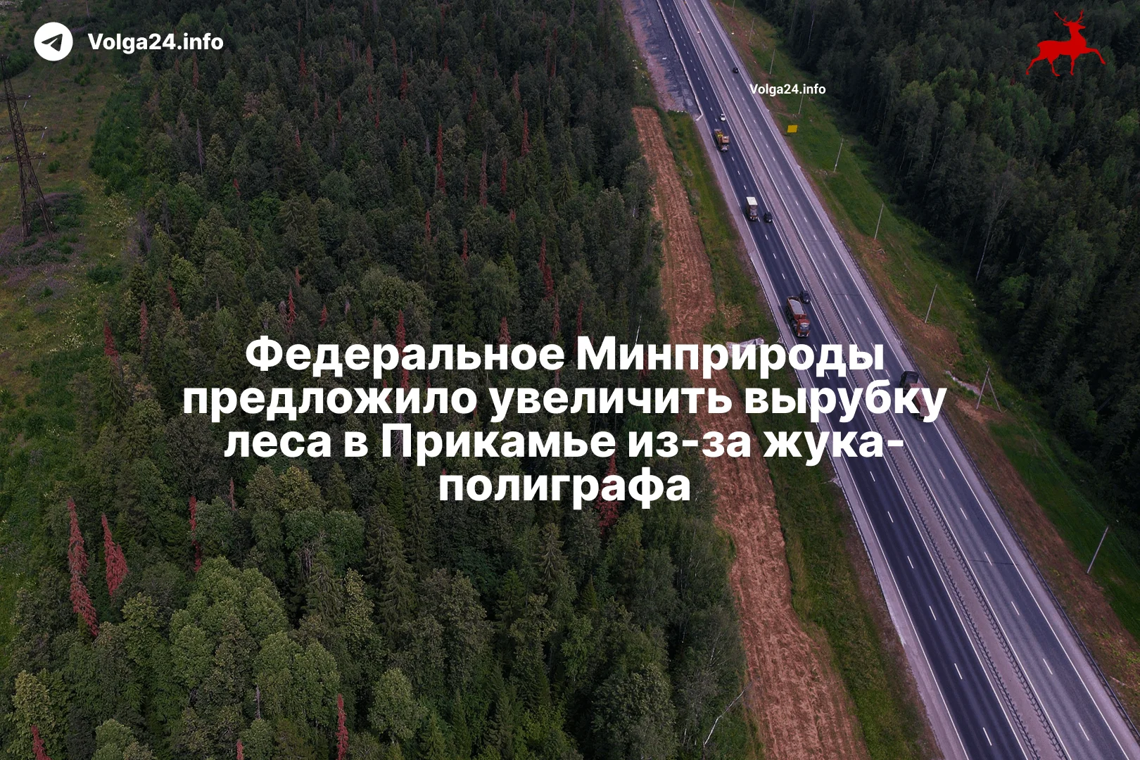 Федеральное Минприроды предложило увеличить вырубку леса из-за жука-полиграфа