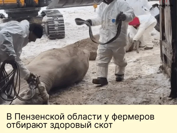 В&nbsp;Пензенской области у&nbsp;фермеров отбирают здоровый скот