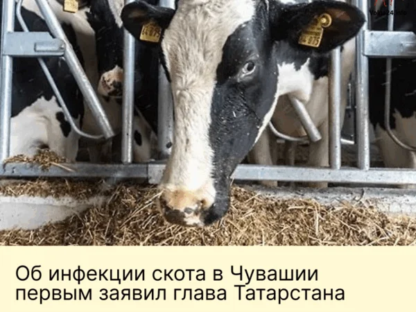 Об&nbsp;инфекции скота в&nbsp;Чувашии первым заявил глава Татарстана