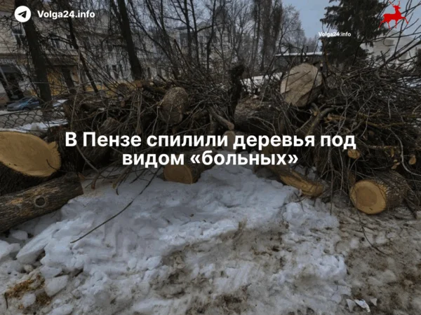 В&nbsp;Пензе спилили деревья под&nbsp;видом «больных»